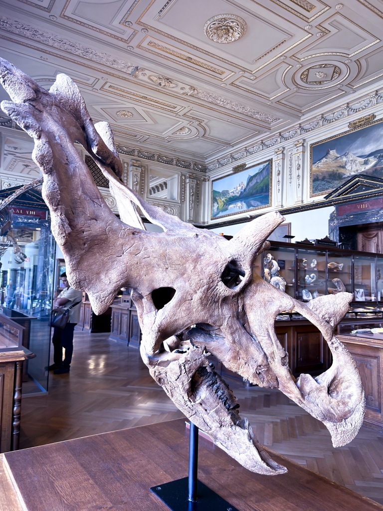 Musée d'histoire naturelle de Vienne - tête de Dinosaure